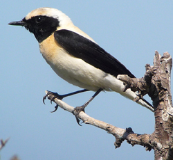 Black-eared Wheatear. Photo by Gina Nichol. 