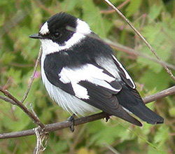 Collared Flycatcher. Photo by Steve Bird.  