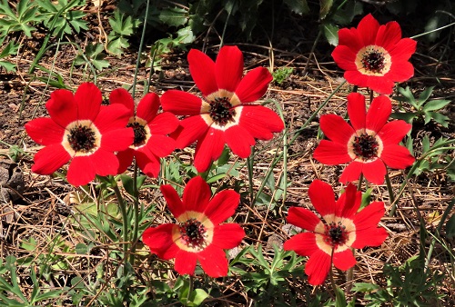 Peacock Anemonies by Gina Nichol