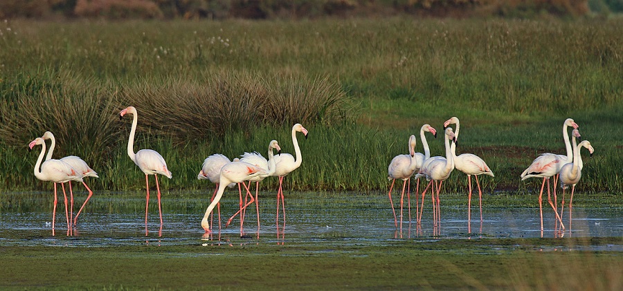 Greater Flamingos