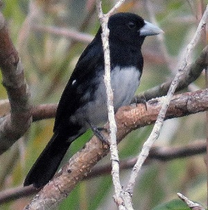 Cone-billed Tanager