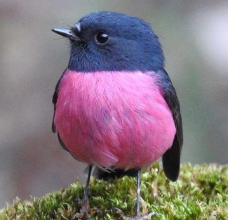 Pink Robin by Cat Davidson