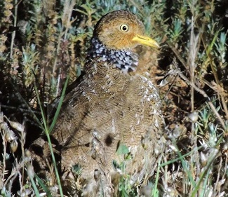 Plains Wanderer by Edward Dorr