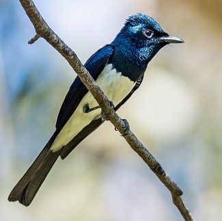 Satin Flycatcher by Dennis Braddy