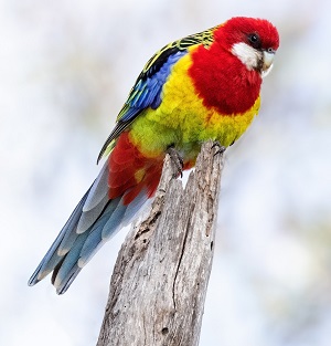 Eastern Rosella by Keith Kennedy