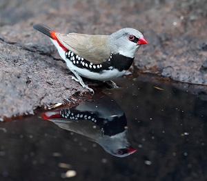 Diamond Firetail by Chris Tzaros