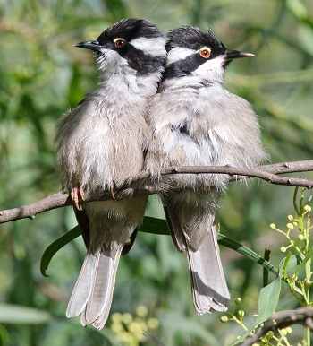 Strong-billed Honeyeater by Craig Smith