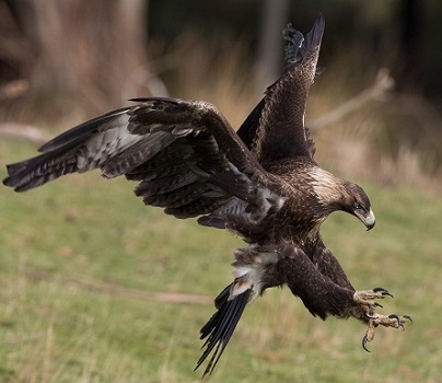 Wedge-tailed Eagle by Alfred Schulte;