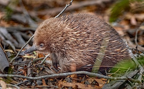 Echidna by Alex Schute;