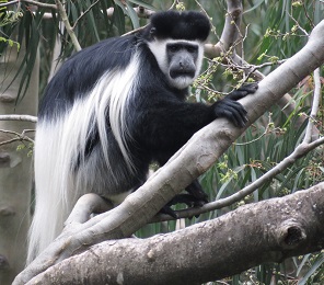 Colobus Monkey