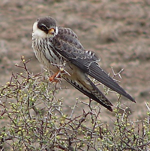 Amur Falcon