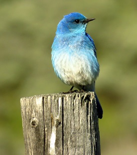 Mountain Bluebird by Gina Nichol.