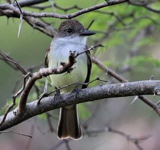 Grenada Flycatcher (Photo: Beatrice Henricot)