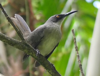 Grey Trembler. Photo by Jane Hartline.