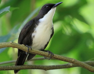 White-breasted Thrasher (Photo: Keith Clarkson)