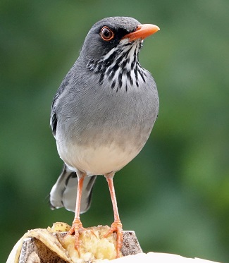 Eastern Red-legged Thrush (Photo: Mark Greenfield)