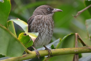 Pearly-eyed Thrashers (Photo: Ryan Chenery)