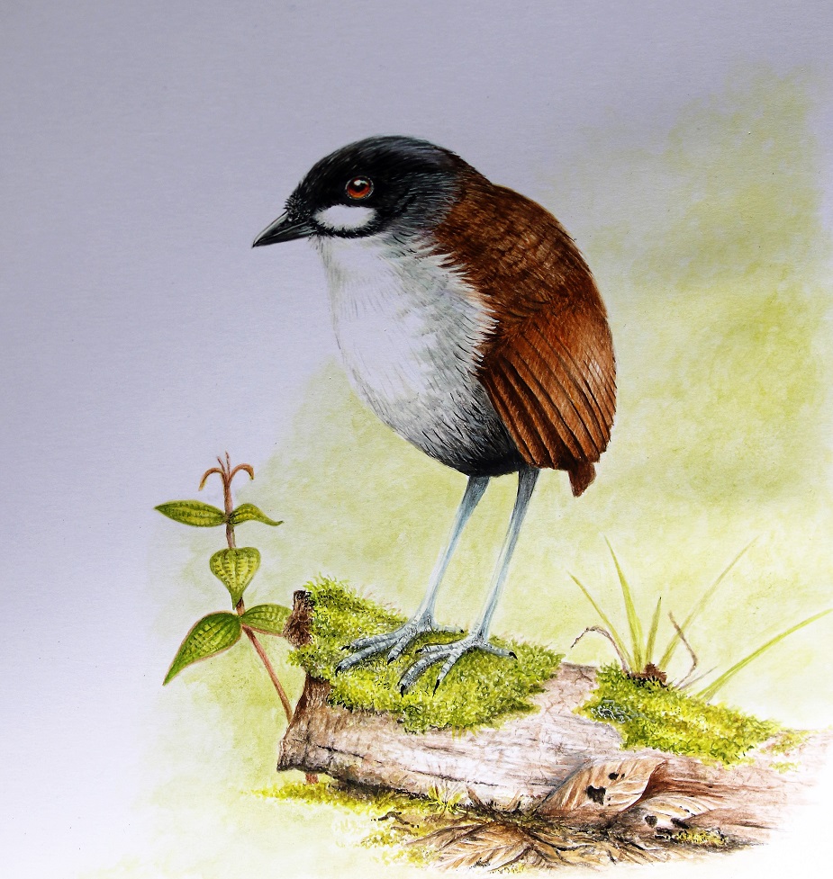 Jocotoco Antpitta, watercolor (SOLD)