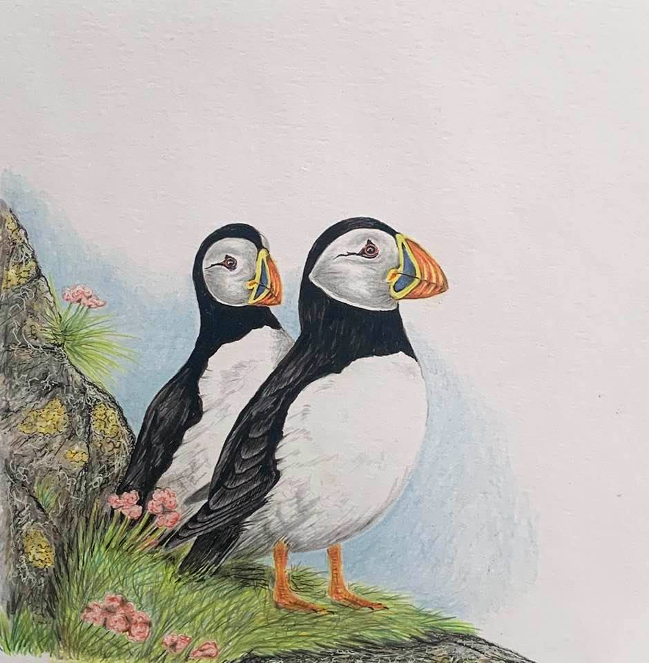 Atlantic Puffins by Steve Bird