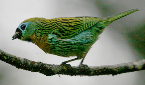 Brassy-breasted Tanager. Brazil Atlantic Forest 2009. Photo by Steve Bird. 