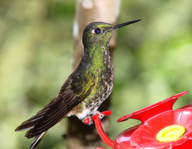 Speckled Hummingbird