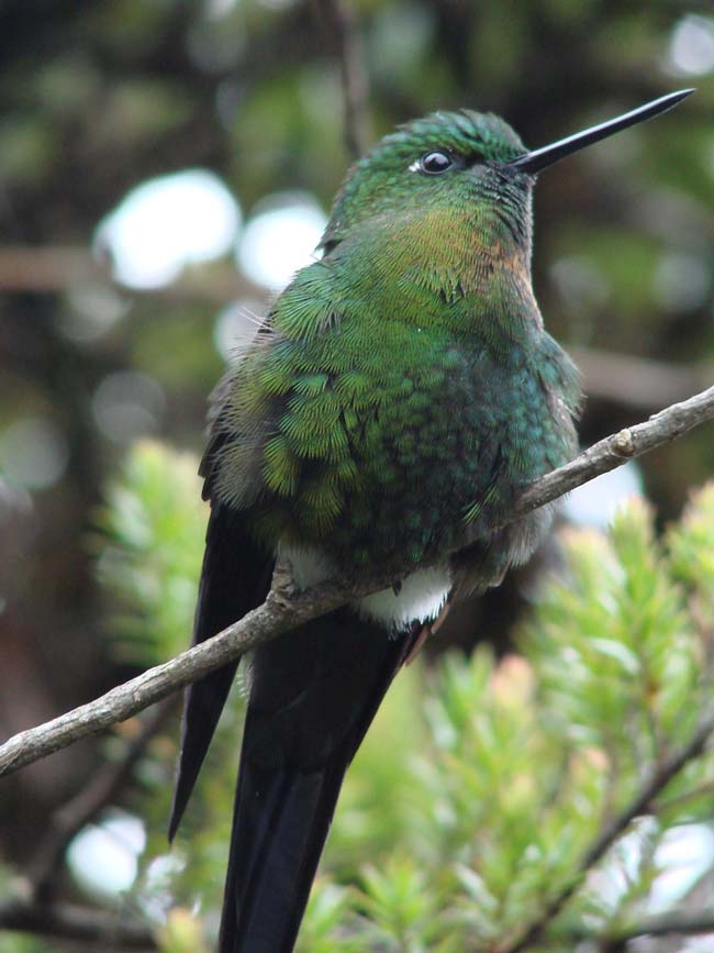 Golden-bellied Puffleg