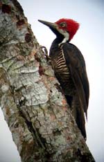 Guayaquil Woodpecker