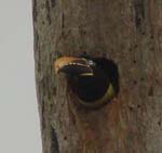 Pale-mandibled Aracari