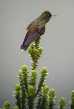 Rainbow-bearded Thornbill