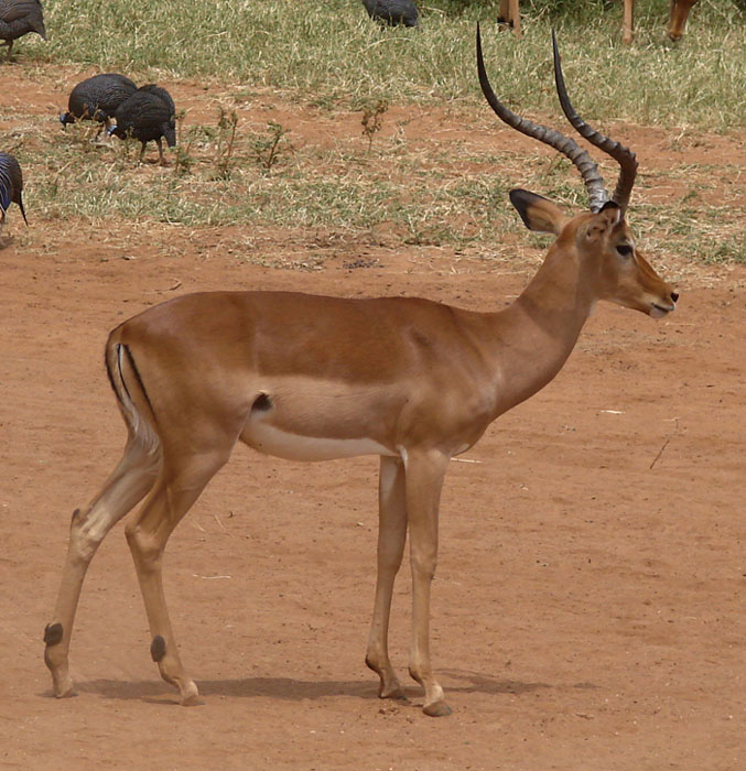 Impala