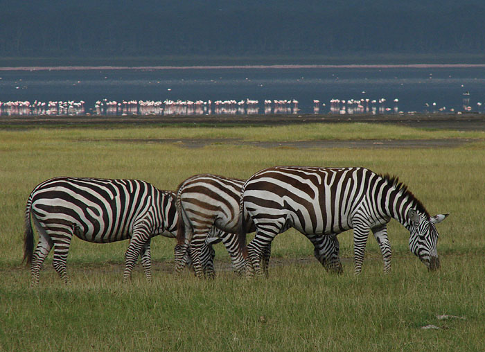 Zebras