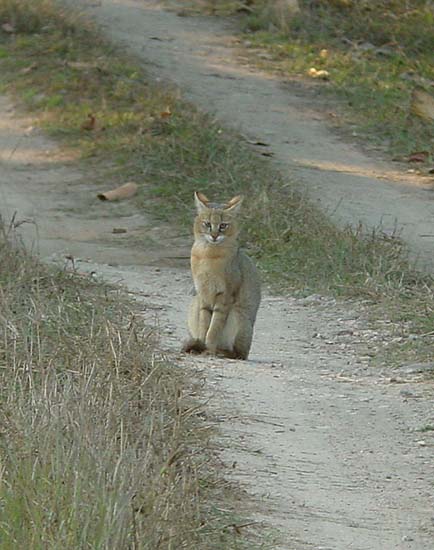 Jungle_Cat