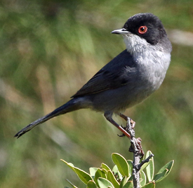 Sardinian Warbler, Lesvos, April 2016. Photo by Steve Bird.