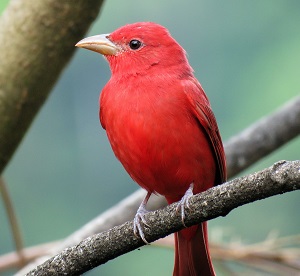 Summer Tanager. Photo by Gina Nichol.