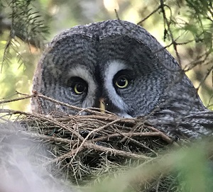 Great Gray Owl by Gina Nichol.