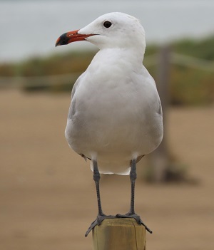 Audoiun's Gull. A Spanish Specialty, Spain 2021. Photo by Gina Nichol.