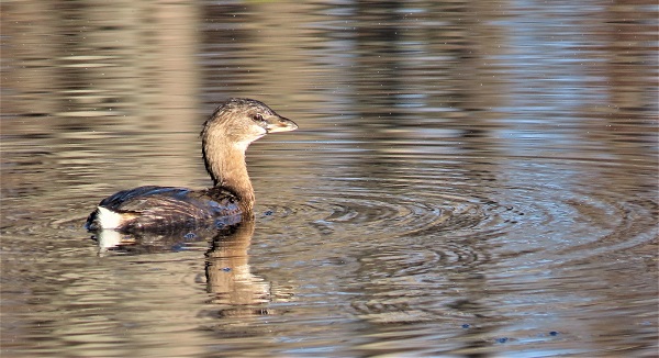 Pied-billed Grebe