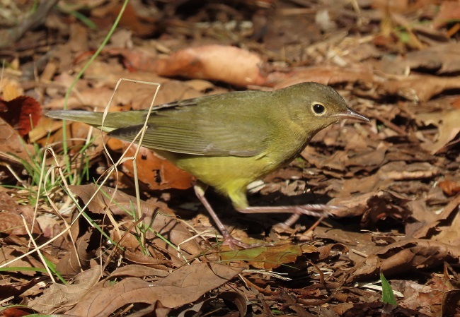 Connecticut Warbler by Gina Nichol