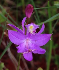 Grass Pink orchid by Gina Nichol