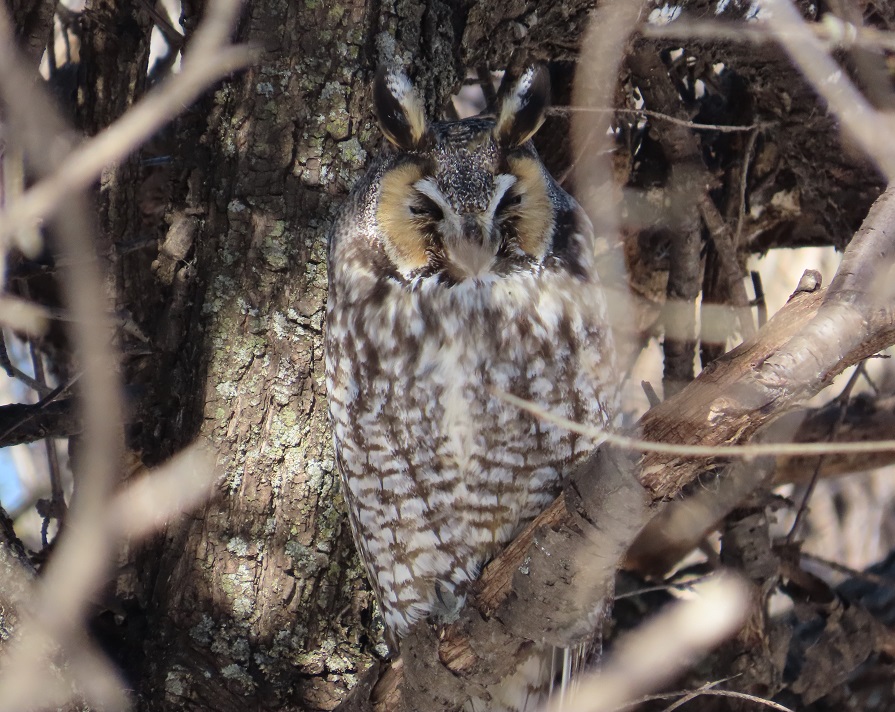 Long-eared Owl by Gina Nichol.