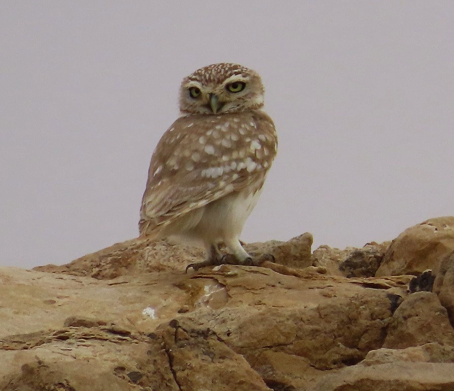 Lilith Owl, Oman 2025 by Gina Nichol.