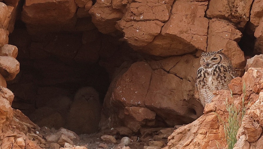 Pharoah Eagle Owl by Steve Bird.