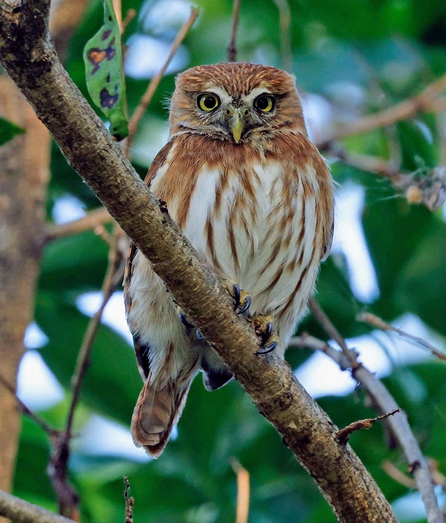 Ferruginous Pygmy Owl. Photo above © Steve Bird