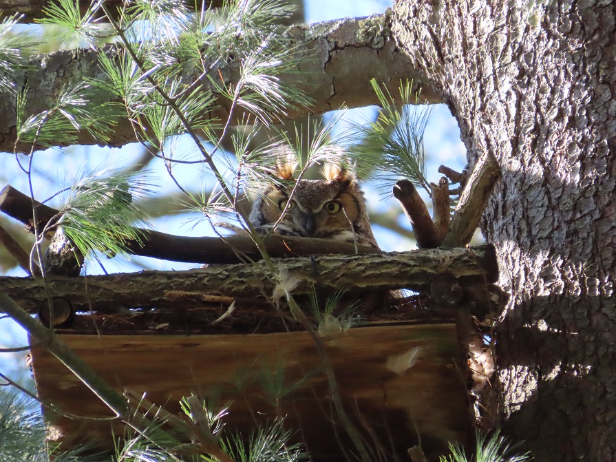 Great Horned Owl by Gina Nichol.
