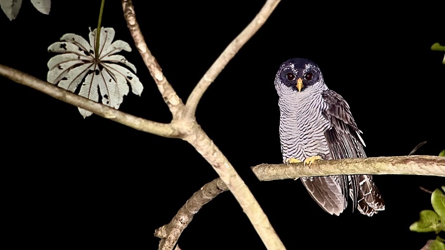 Black-and-white Owl by Diego Calderon.