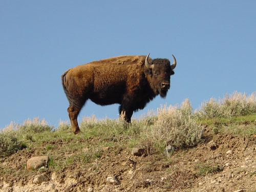 Bison