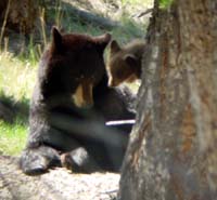 Black_Bear_and_Cub