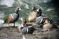 Harlequin_Ducks