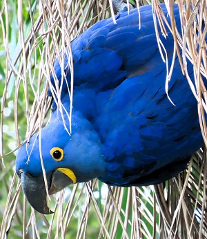 Hyacinth Macaw &copy; Gina Nichol