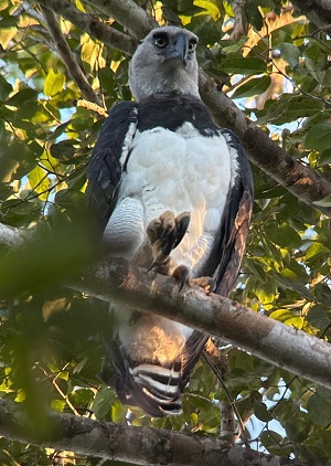 Harpy Eagle &copy; Steve Bird 
